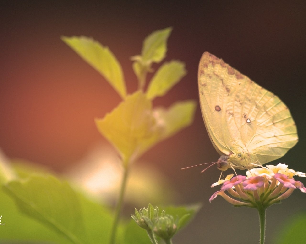 Обои цветы, растения, листья, насекомое, бабочка, крылья, flowers, plants, leaves, insect, butterfly, wings разрешение 3840x2160 Загрузить