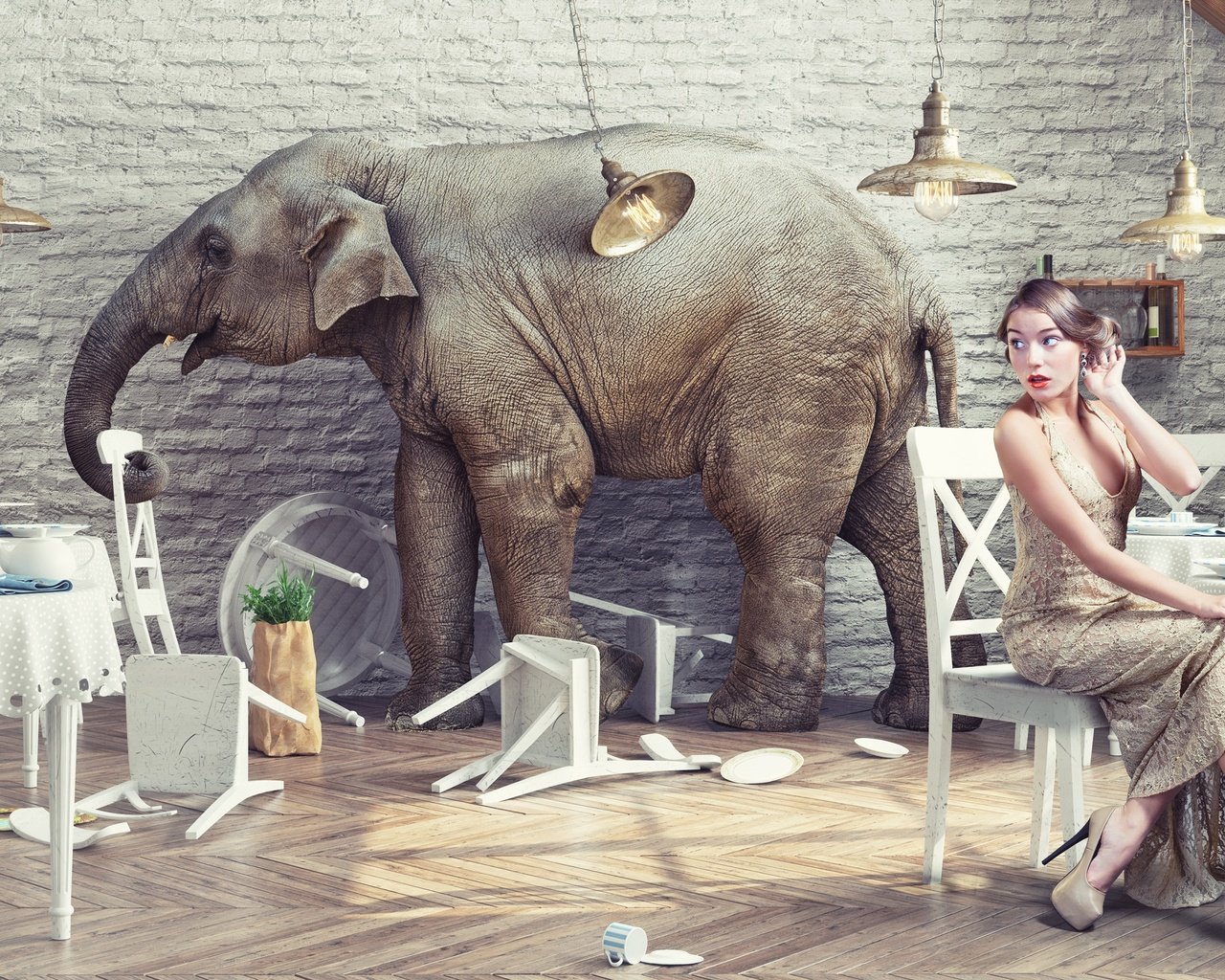 Обои девушка, слон, креатив, ресторан, girl, elephant, creative, restaurant разрешение 2880x1800 Загрузить