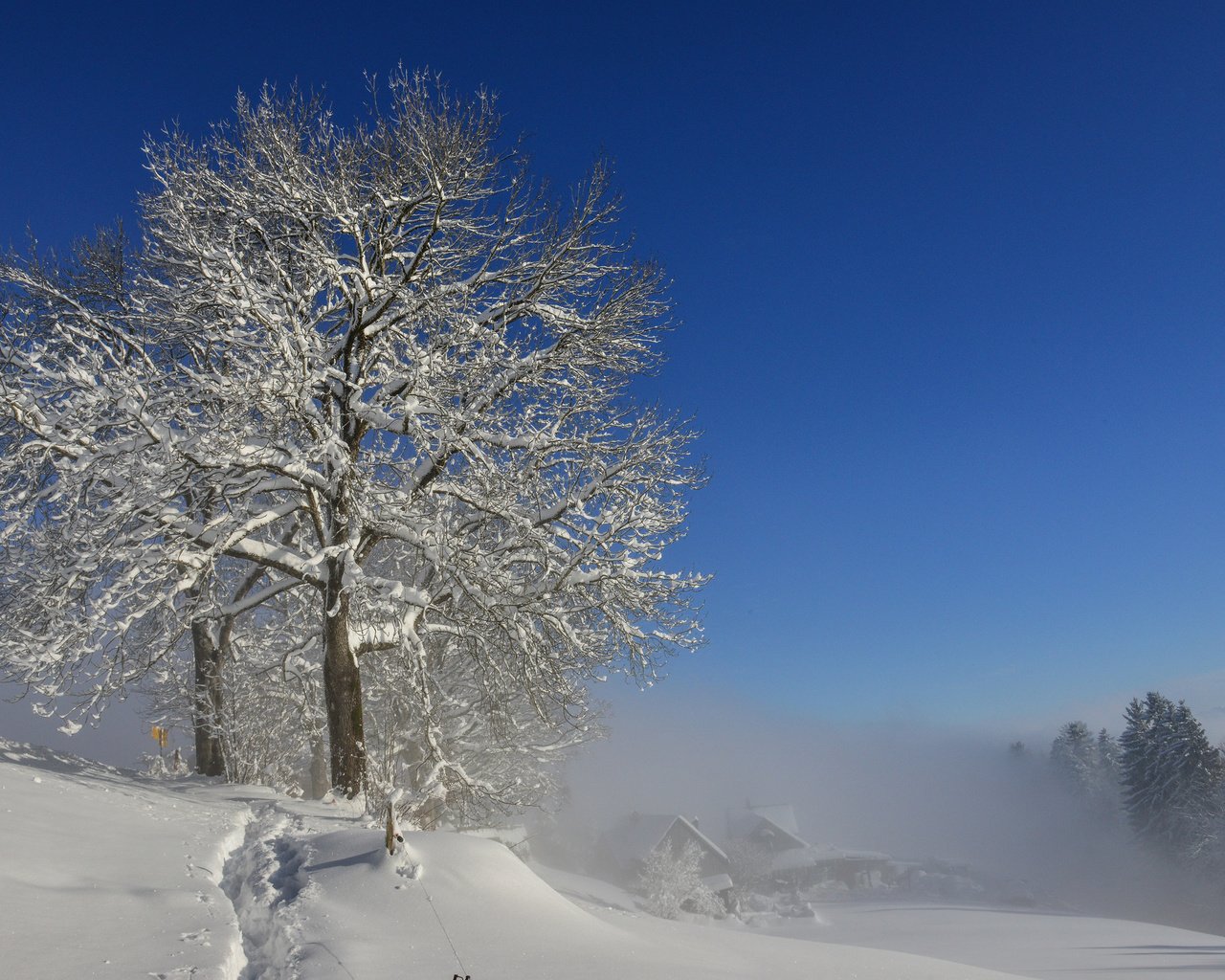 Обои снег, природа, дерево, зима, markus bruggmann, snow, nature, tree, winter разрешение 3840x2400 Загрузить