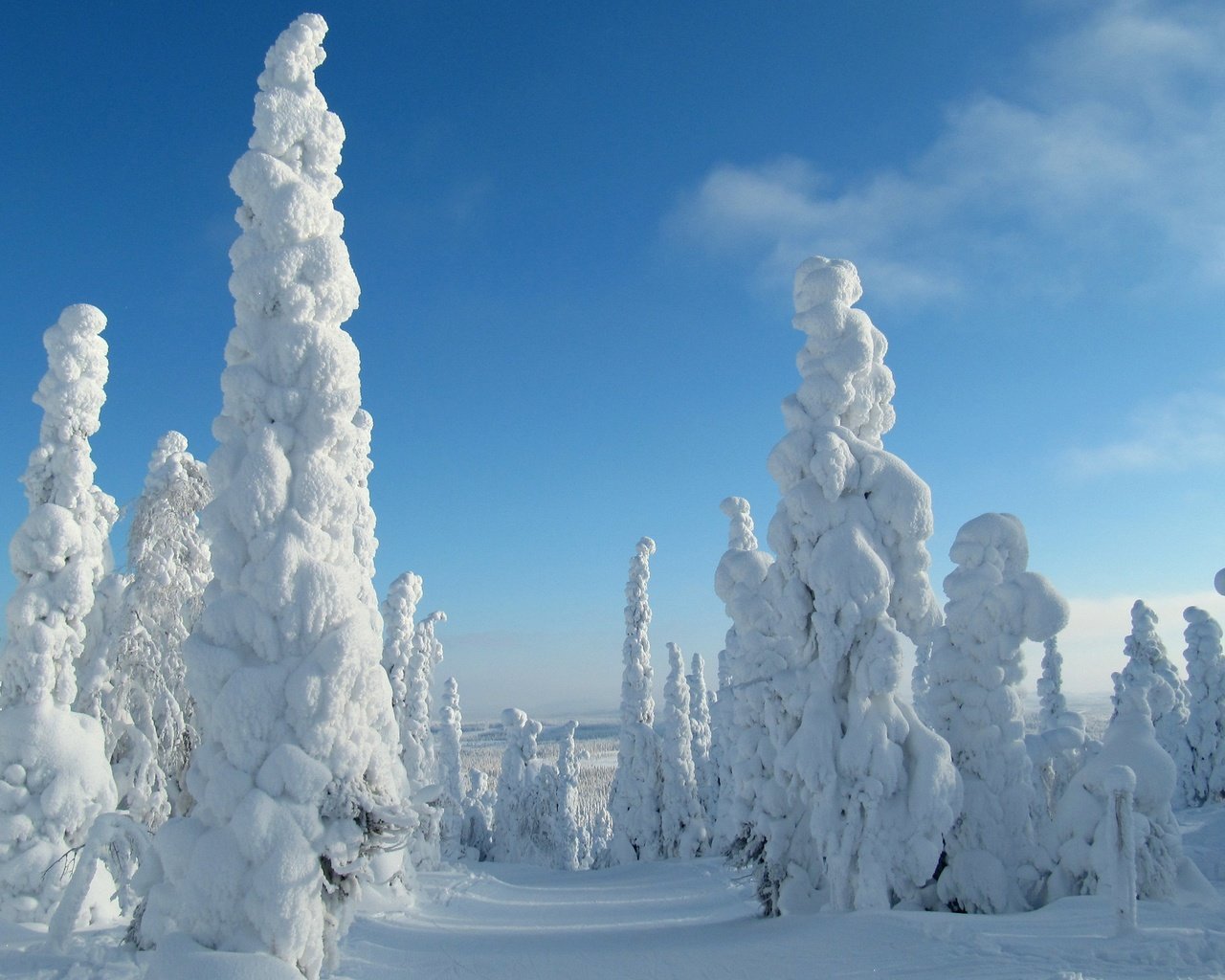 Обои небо, деревья, снег, природа, лес, зима, the sky, trees, snow, nature, forest, winter разрешение 3840x2400 Загрузить