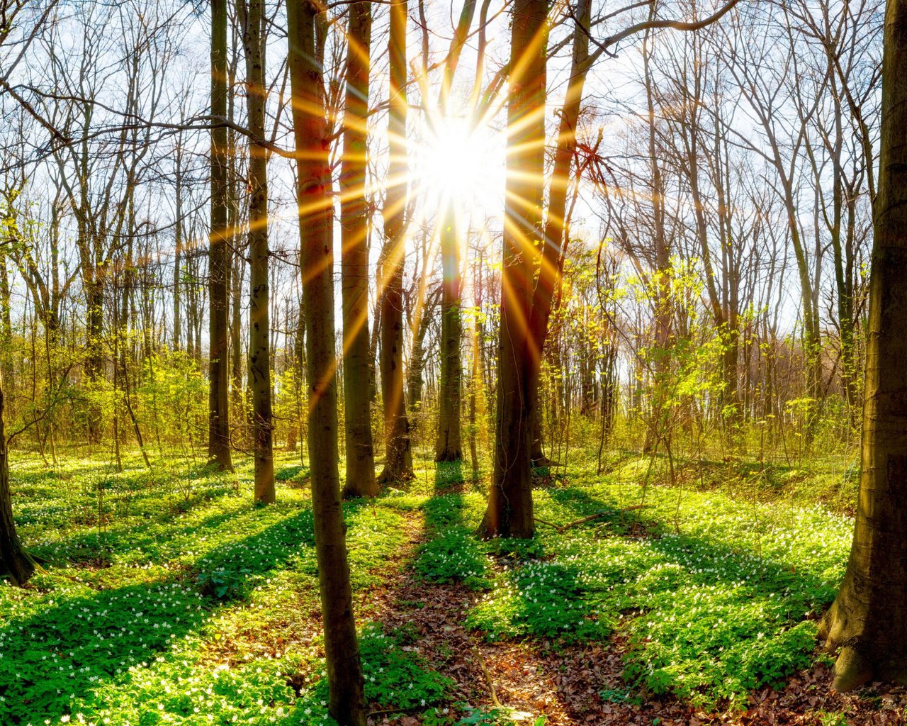 Обои деревья, солнце, природа, растения, лес, стволы, trees, the sun, nature, plants, forest, trunks разрешение 1920x1200 Загрузить