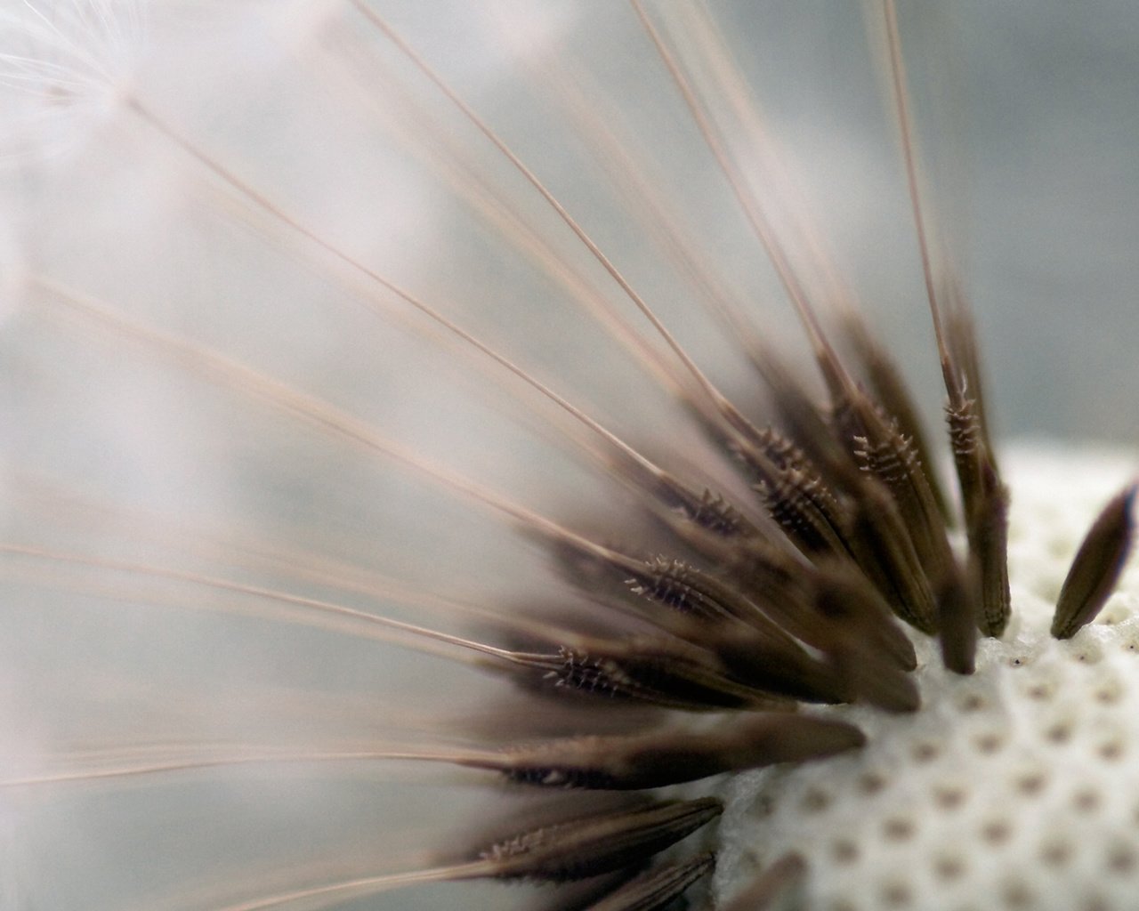 Обои макро, цветок, одуванчик, пушинки, семена одуванчика, macro, flower, dandelion, fuzzes разрешение 1920x1200 Загрузить