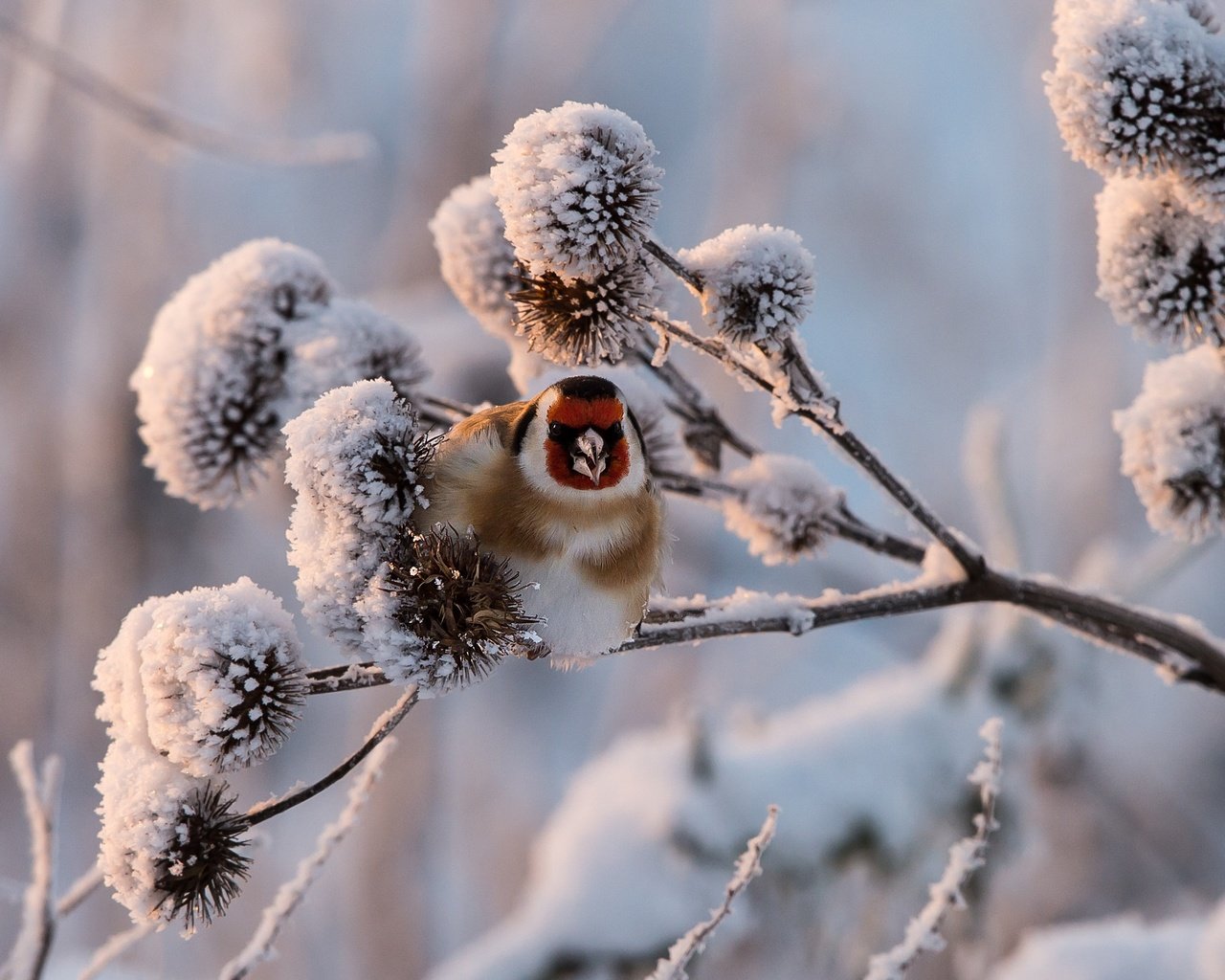 Обои снег, растения, зима, птица, щегол, snow, plants, winter, bird, goldfinch разрешение 2990x1708 Загрузить