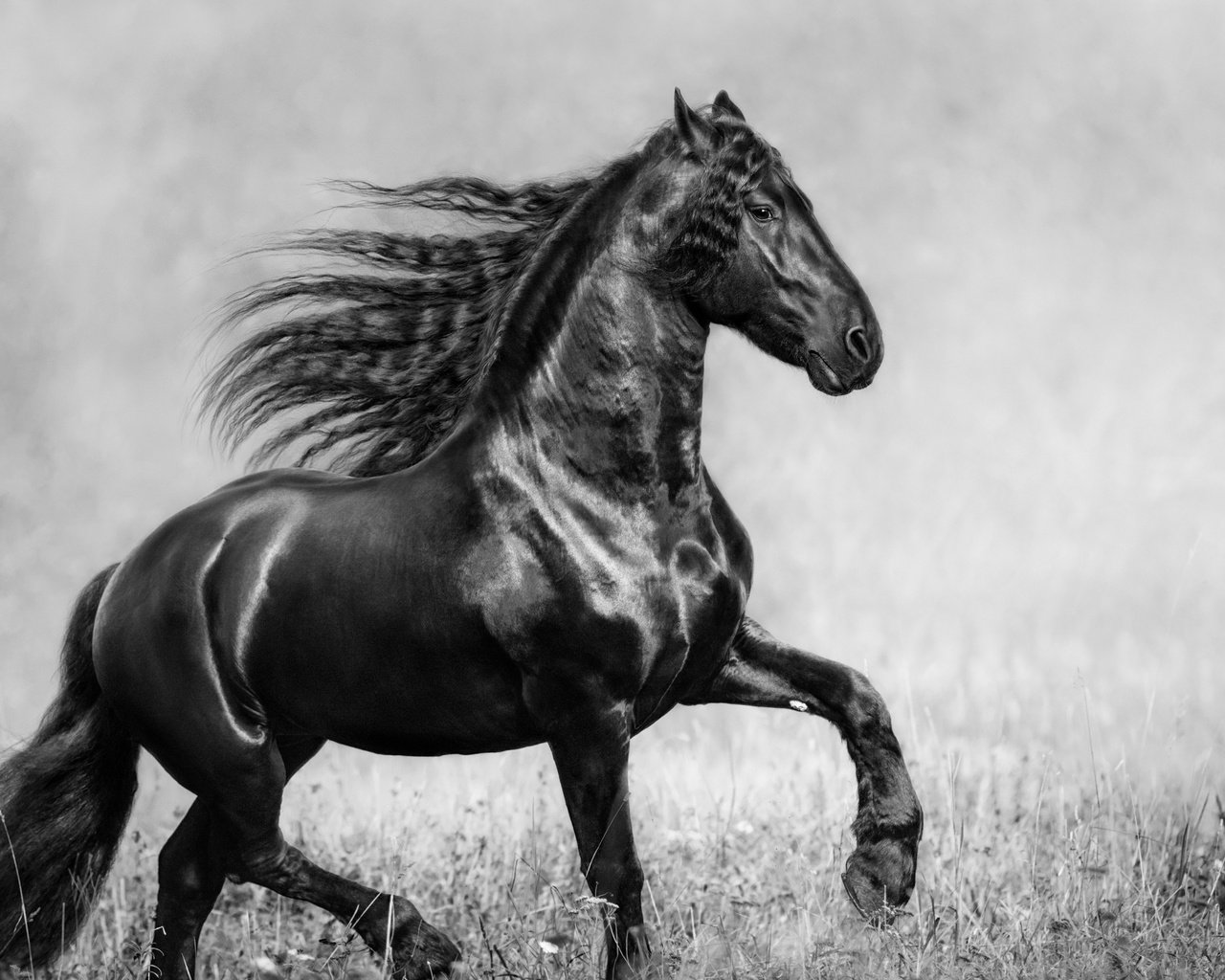 Обои лошадь, трава, чёрно-белое, конь, грива, фризская лошадь, чистокровная, horse, grass, black and white, mane, friesian horse разрешение 3840x2160 Загрузить