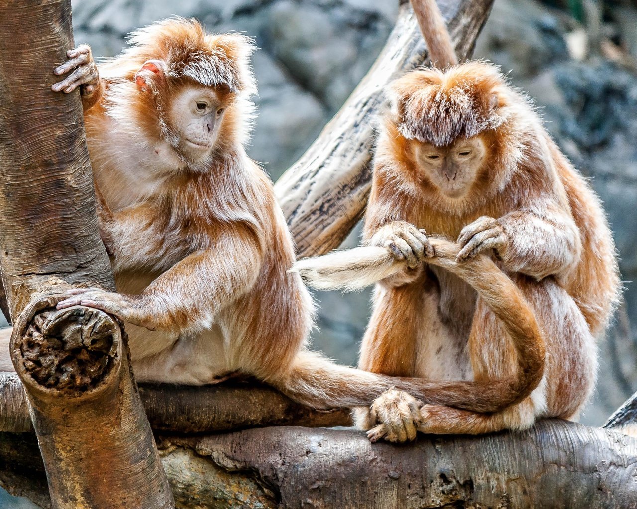 Обои пара, забота, дикая природа, зоопарк, приматы, обезьяны, макака, pair, care, wildlife, zoo, primates, monkey разрешение 3888x2592 Загрузить