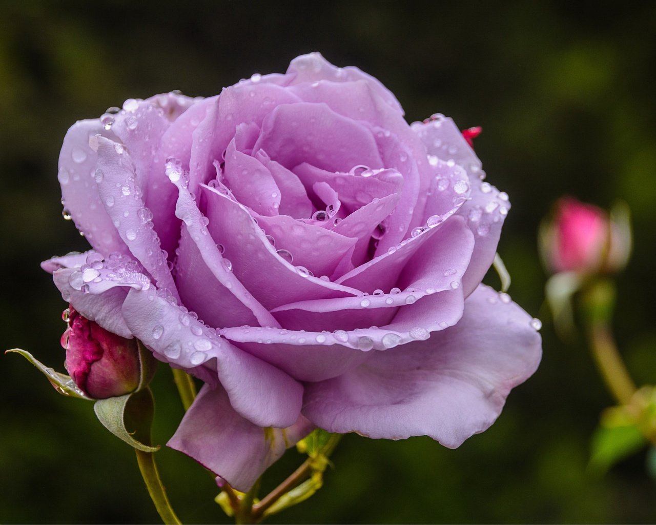 Обои макро, цветок, роза, лепестки, 3, macro, flower, rose, petals разрешение 5726x3726 Загрузить