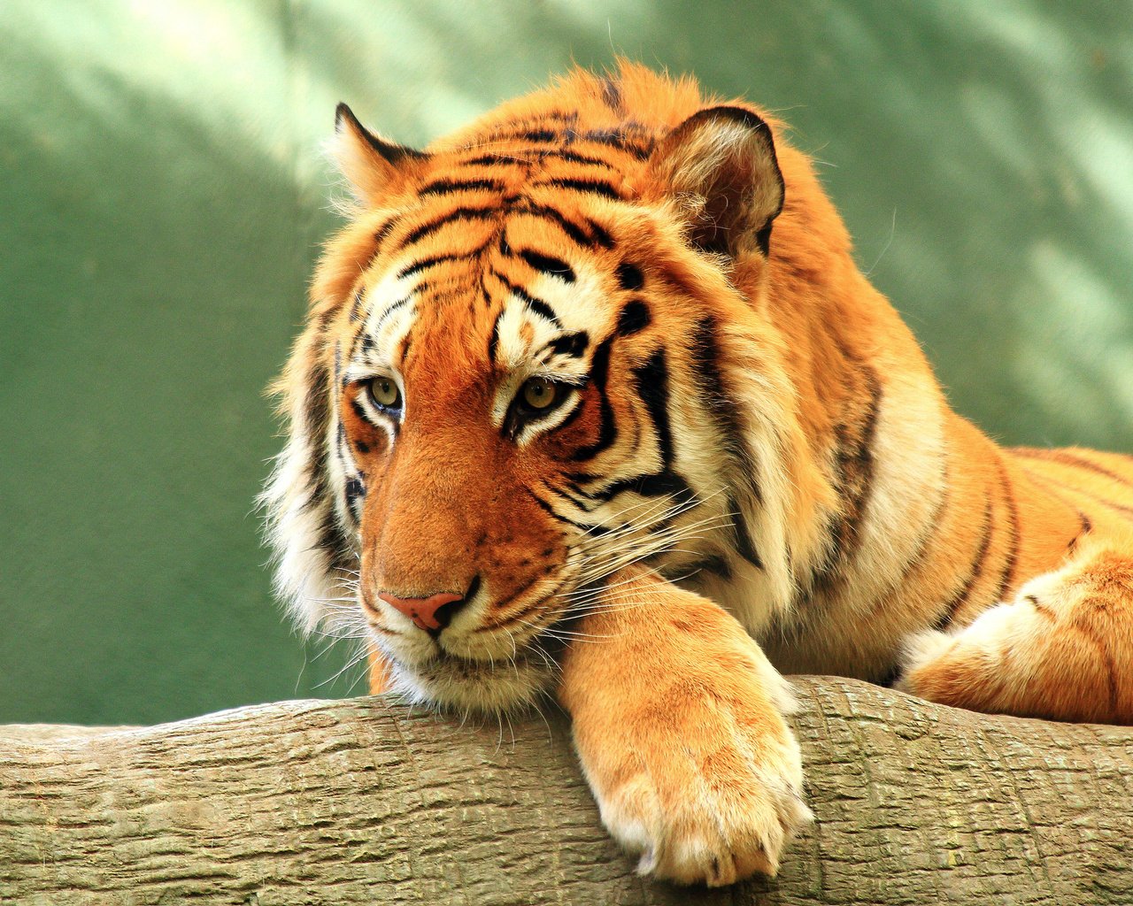 Обои тигр, морда, взгляд, хищник, дикая природа, дикая кошка, tiger, face, look, predator, wildlife, wild cat разрешение 3840x2400 Загрузить