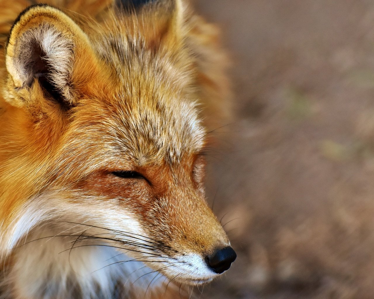 Обои морда, сон, лиса, хищник, лисица, закрытые глаза, face, sleep, fox, predator, closed eyes разрешение 3500x2473 Загрузить
