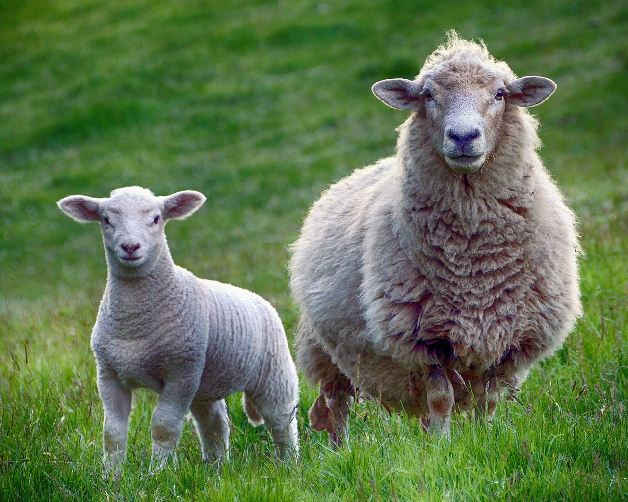 Обои животные, взгляд, луг, овцы, скворцы, животно е, бараны, animals, look, meadow, sheep, starlings разрешение 3000x2009 Загрузить