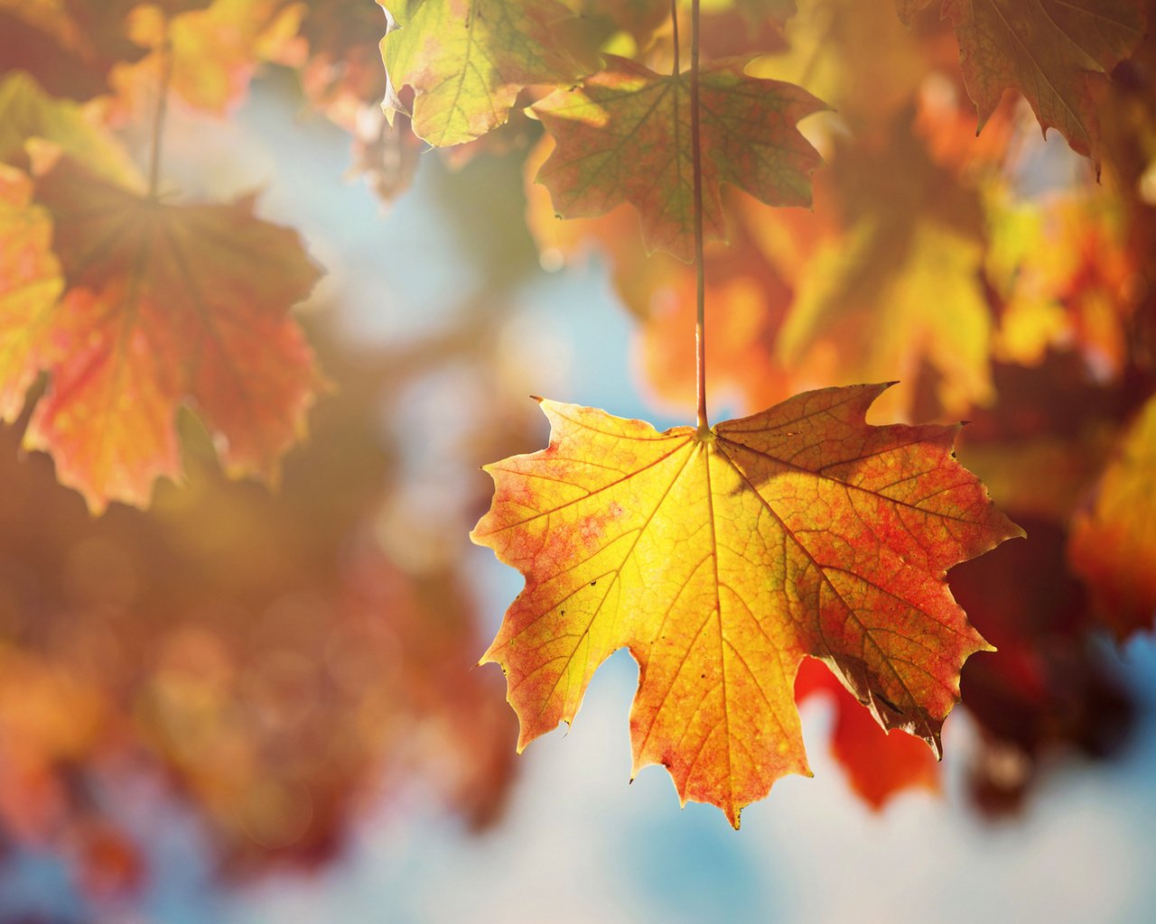 Обои дерево, листья, ветки, осень, клен, tree, leaves, branches, autumn, maple разрешение 2000x1335 Загрузить