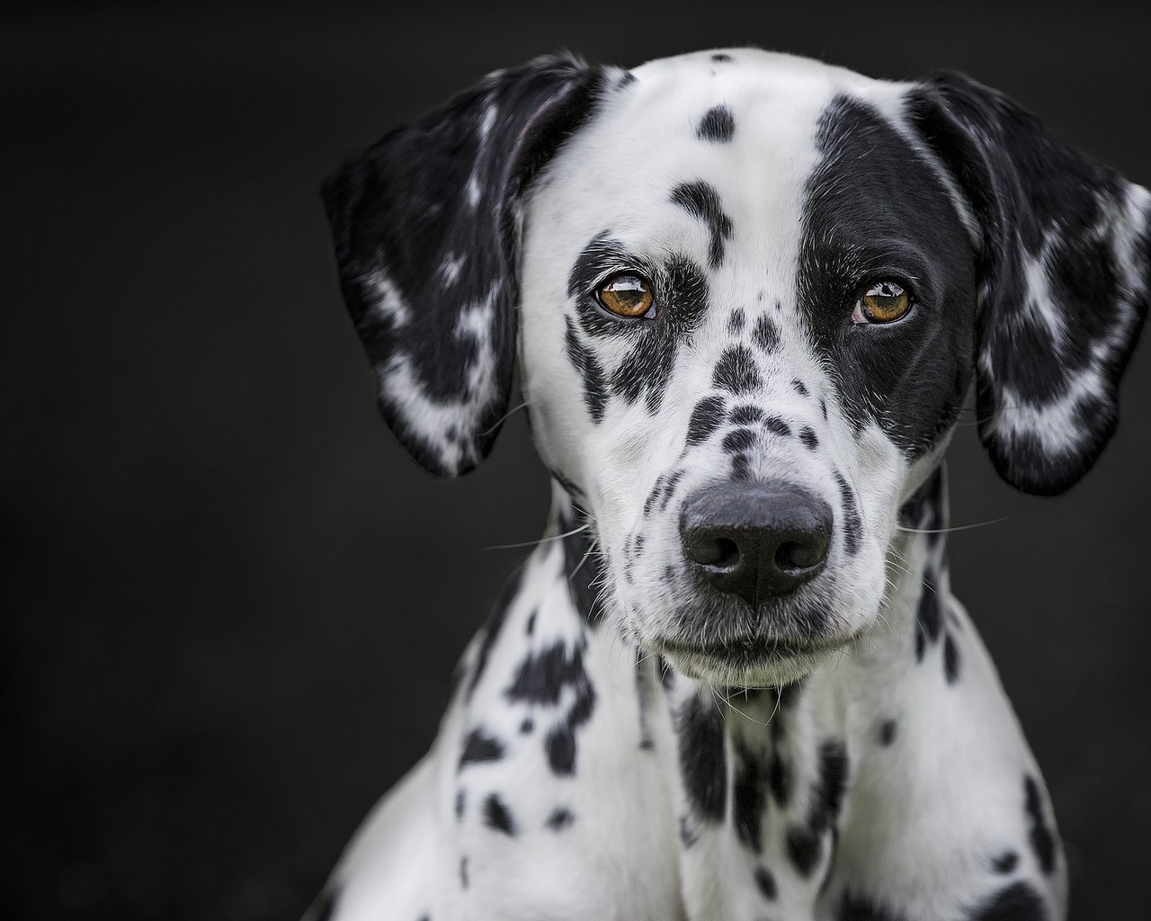 Обои портрет, мордочка, взгляд, собака, черный фон, далматин, portrait, muzzle, look, dog, black background, dalmatian разрешение 2048x1365 Загрузить