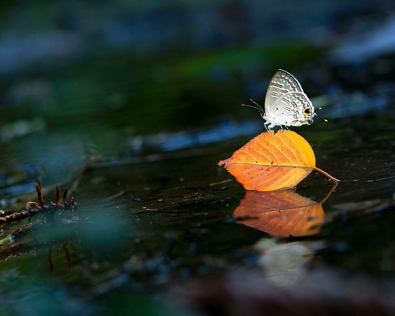 Обои вода, насекомое, бабочка, крылья, лист, water, insect, butterfly, wings, sheet разрешение 2048x1477 Загрузить