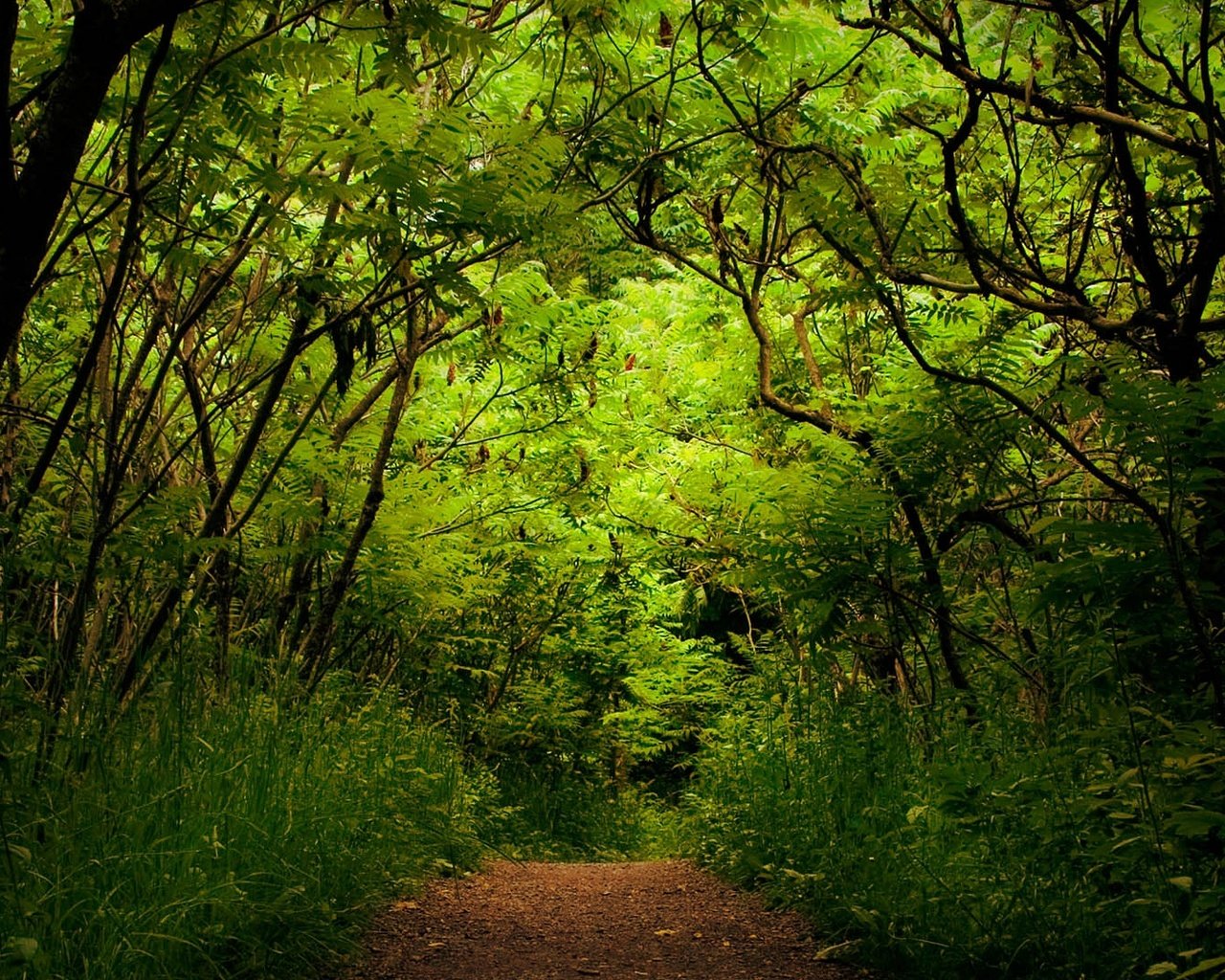 Обои деревья, зелень, лес, дорожка, кусты, trees, greens, forest, track, the bushes разрешение 1920x1080 Загрузить