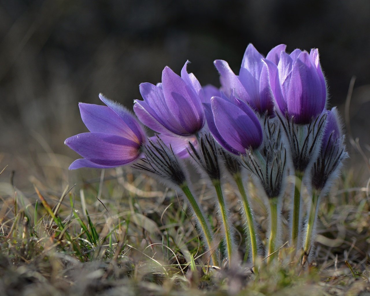 Обои весна, подснежники, сон-трава, прострел, spring, snowdrops, sleep-grass, cross разрешение 2048x1365 Загрузить