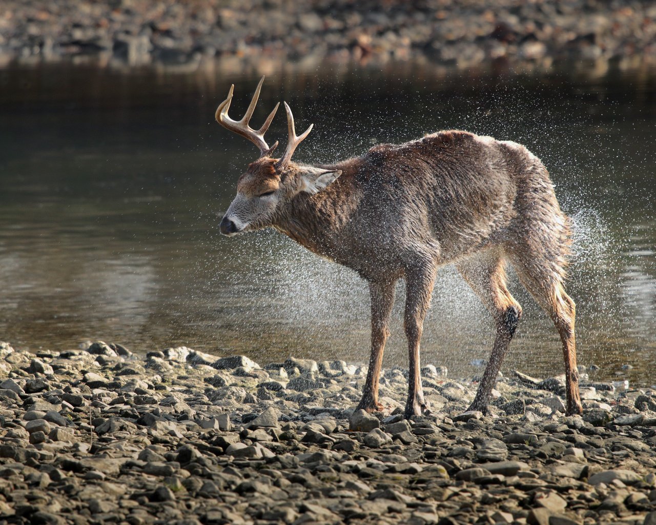 Обои вода, камни, олень, животное, рога, дикая природа, water, stones, deer, animal, horns, wildlife разрешение 5472x3648 Загрузить