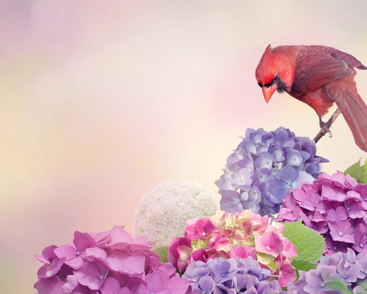 Обои цветы, птица, кардинал, гортензия, flowers, bird, cardinal, hydrangea разрешение 2048x1280 Загрузить