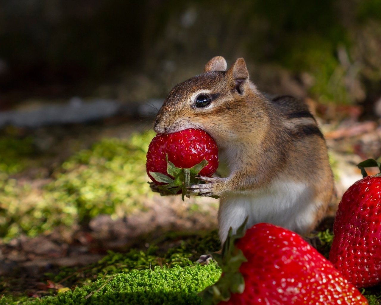 Обои клубника, ягоды, обед, бурундук, грызун, strawberry, berries, lunch, chipmunk, rodent разрешение 2000x1373 Загрузить
