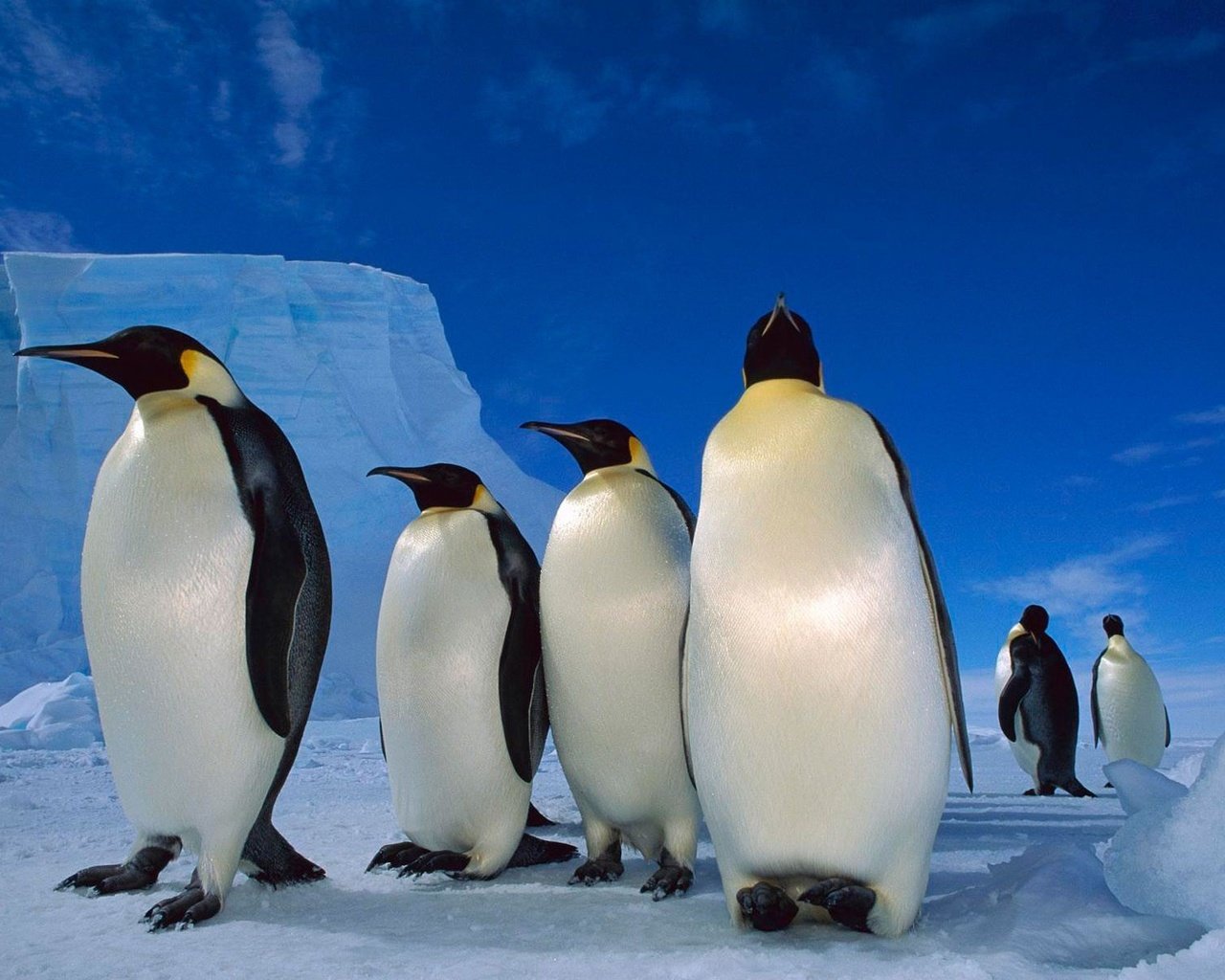 Обои снег, лёд, пингвины, императорский пингвин, snow, ice, penguins, emperor penguin разрешение 1920x1200 Загрузить