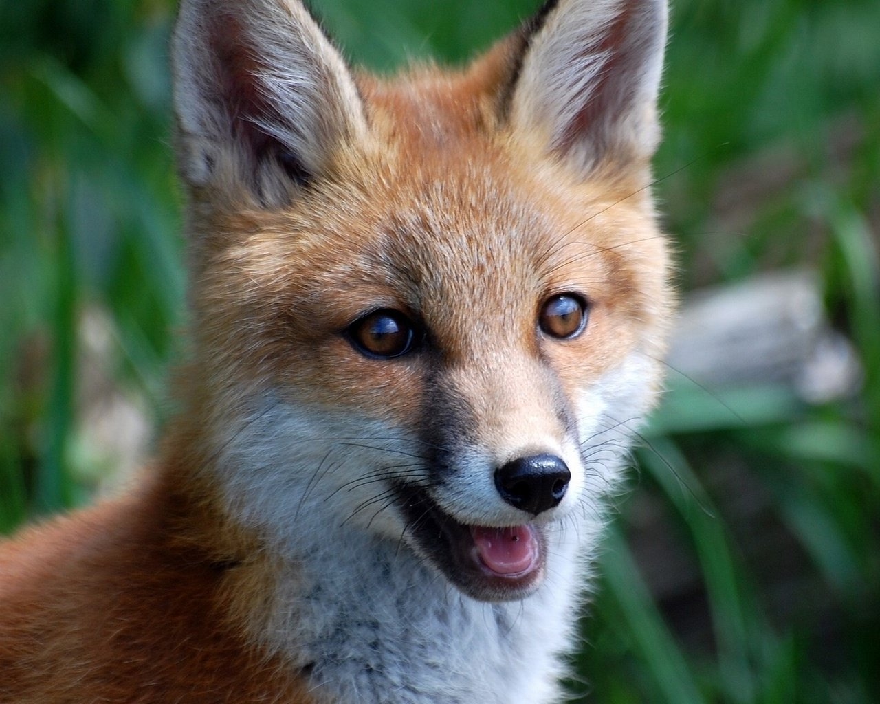 Обои мордочка, взгляд, лиса, лисица, живая природа, muzzle, look, fox, wildlife разрешение 1920x1080 Загрузить