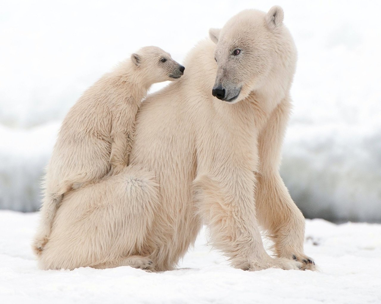 Обои белый медведь, polar bear разрешение 1920x1200 Загрузить
