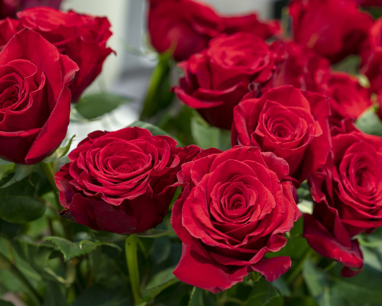 Обои цветы, розы, лепестки, красные, букет, flowers, roses, petals, red, bouquet разрешение 6273x4184 Загрузить