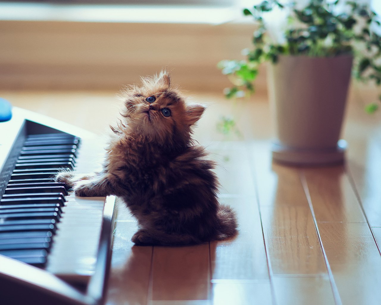 Обои животные, игривый, кот, синтезатор, котенок, пушистый, пол, клавиши, ben torode, дейзи, daisy, animals, playful, cat, synth, kitty, fluffy, floor, keys разрешение 2048x1500 Загрузить