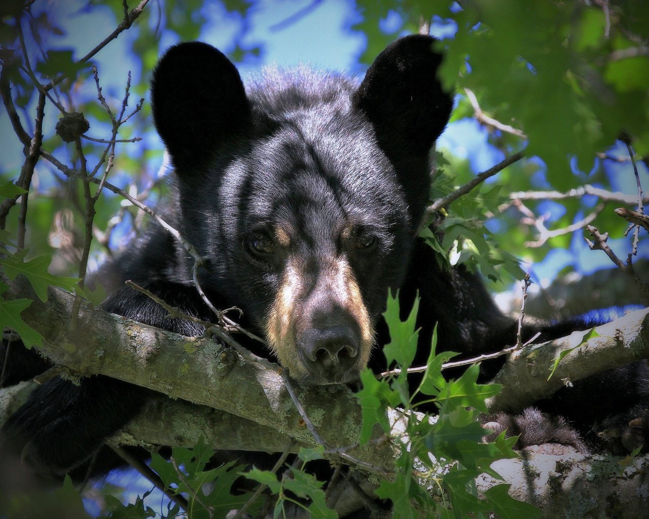 Обои взгляд, медведь, мордашка, на дереве, медвежонок, барибал, чёрный медведь, look, bear, face, on the tree, baribal, black bear разрешение 2048x1128 Загрузить