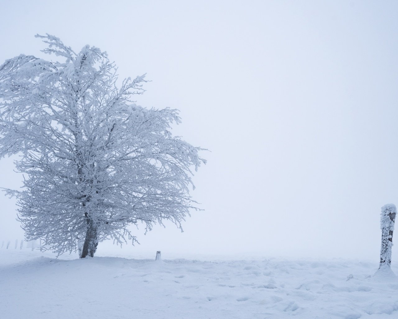 Обои снег, дерево, зима, туман, snow, tree, winter, fog разрешение 3840x2160 Загрузить