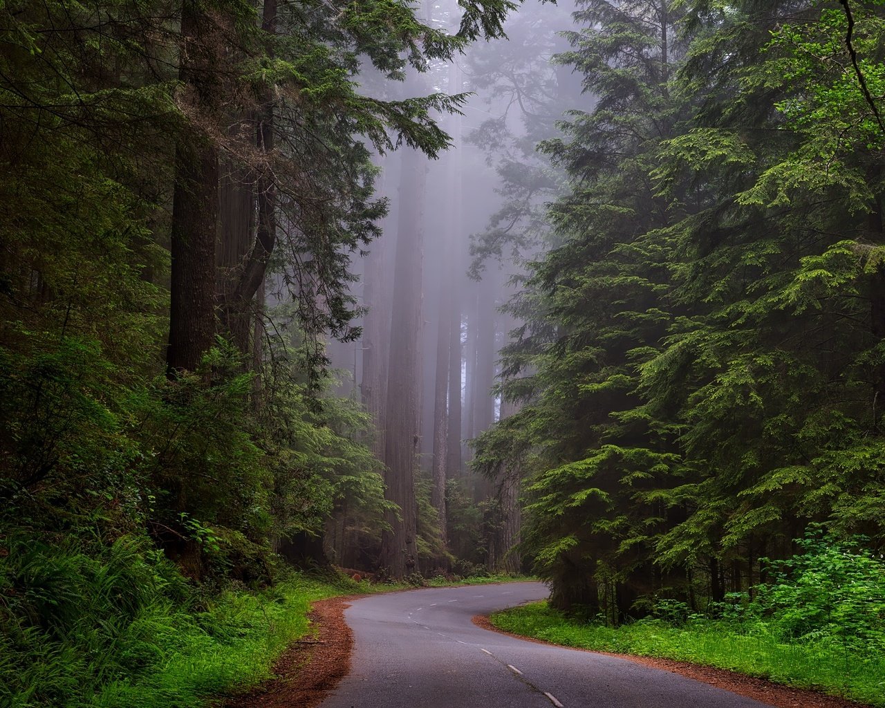 Обои дорога, лес, пейзаж, туман, калифорния, национальный парк, road, forest, landscape, fog, ca, national park разрешение 2200x1468 Загрузить