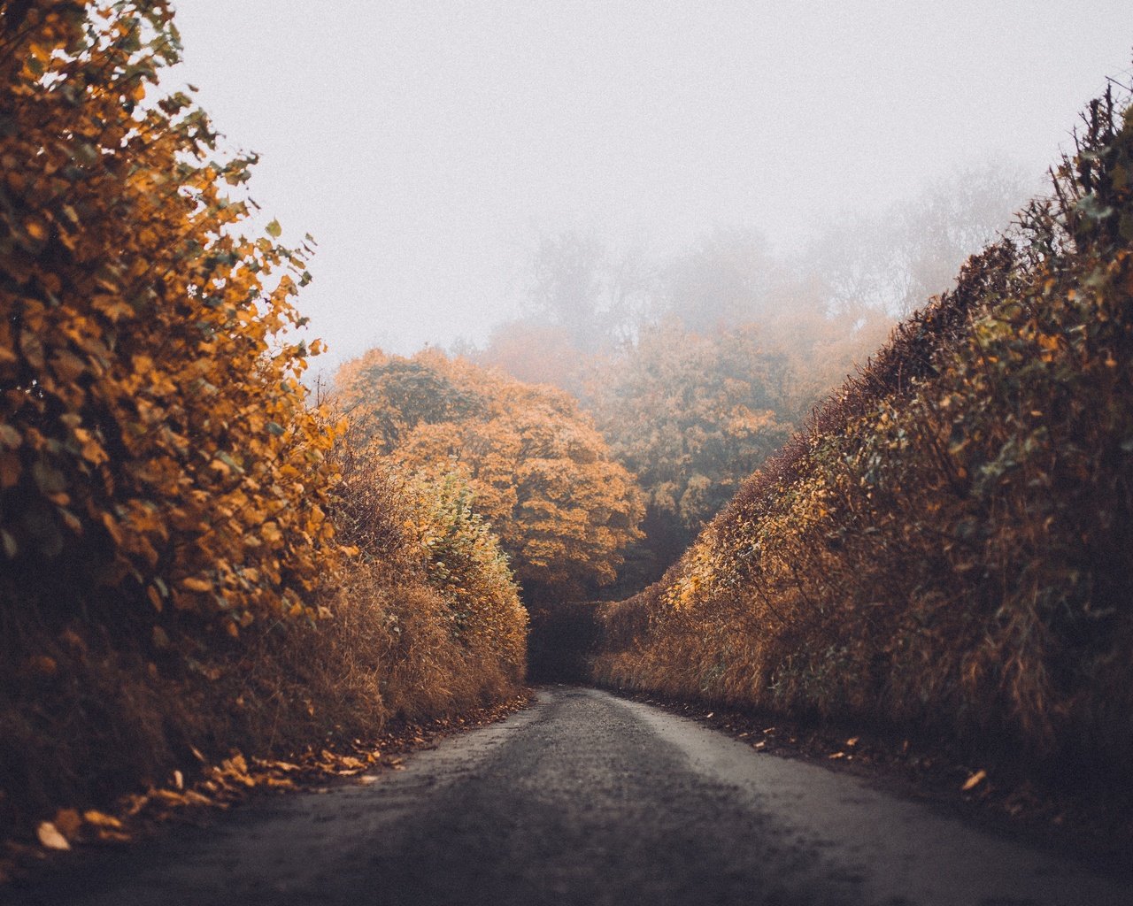 Обои дорога, лес, листья, пейзаж, туман, осень, road, forest, leaves, landscape, fog, autumn разрешение 5469x3646 Загрузить