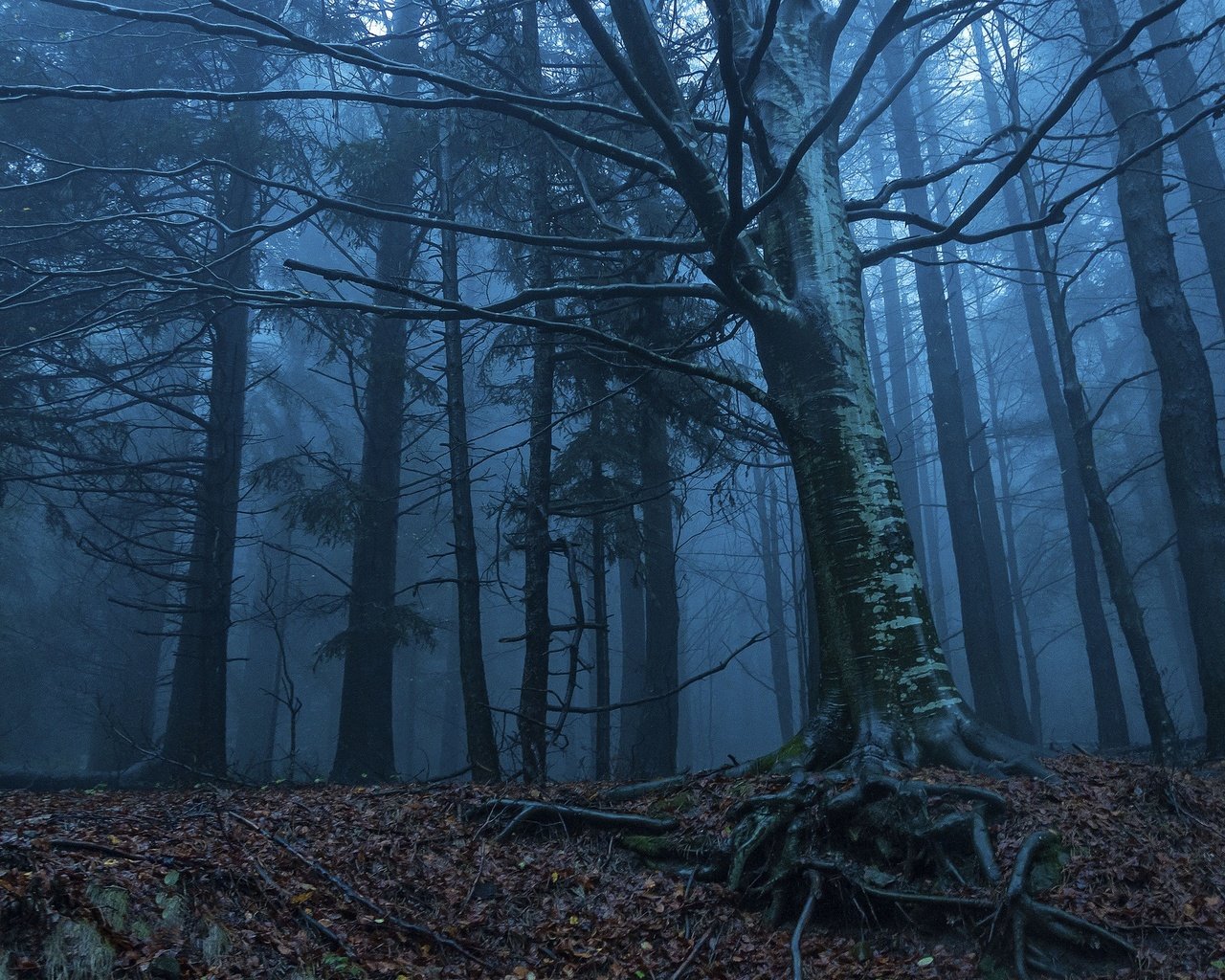 Обои деревья, природа, лес, утро, туман, корни, сумерки, trees, nature, forest, morning, fog, roots, twilight разрешение 2048x1360 Загрузить