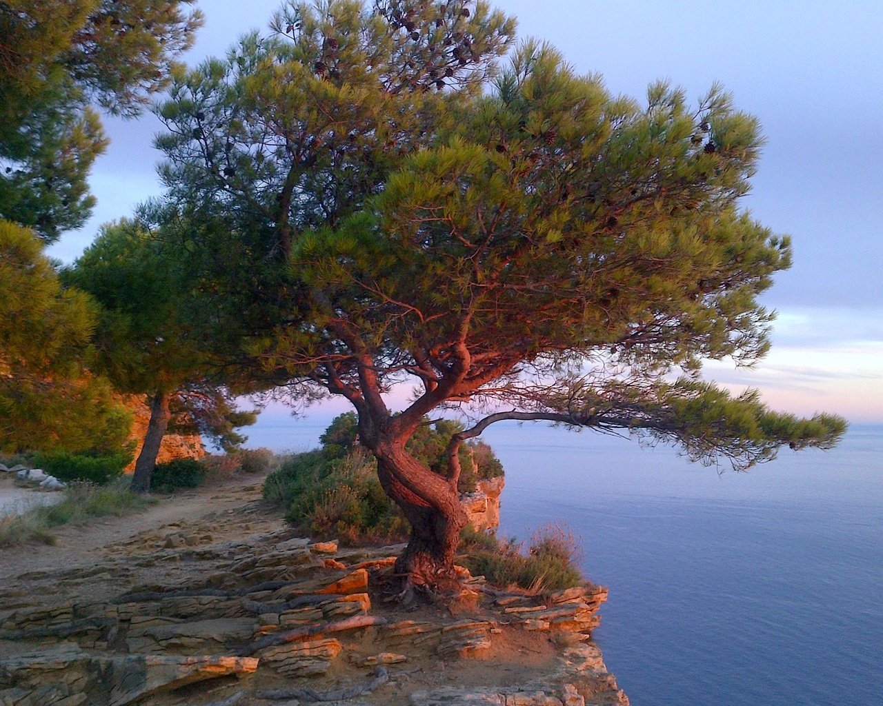Обои дерево, море, скала, франция, лазурный берег, tree, sea, rock, france, cote d'azur разрешение 2048x1383 Загрузить