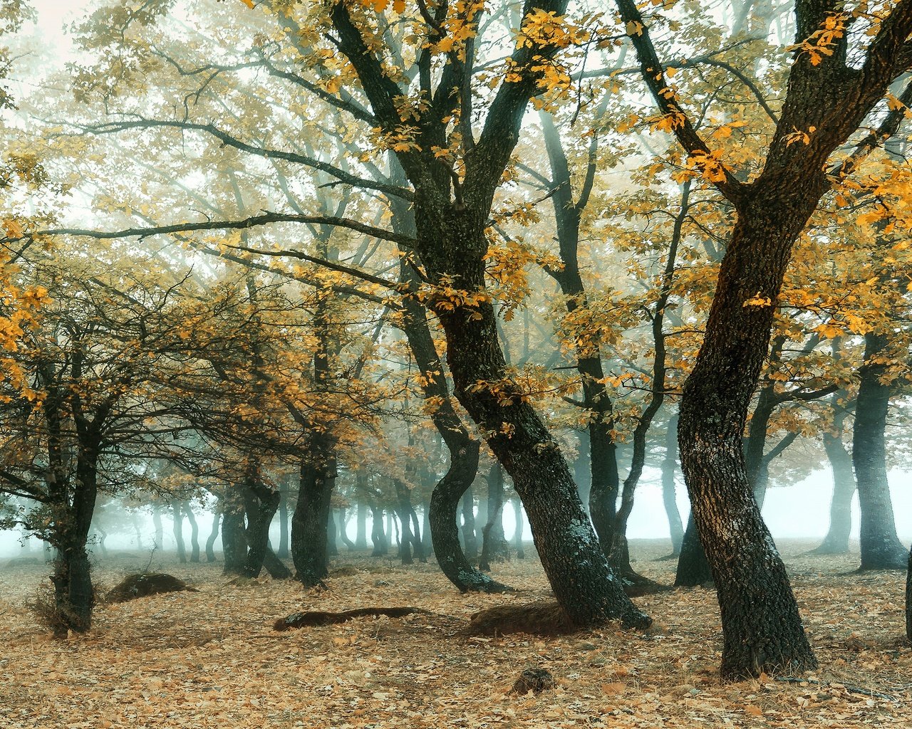 Обои лес, туман, ветки, листва, осень, роща, дубы, forest, fog, branches, foliage, autumn, grove, oaks разрешение 3840x2160 Загрузить