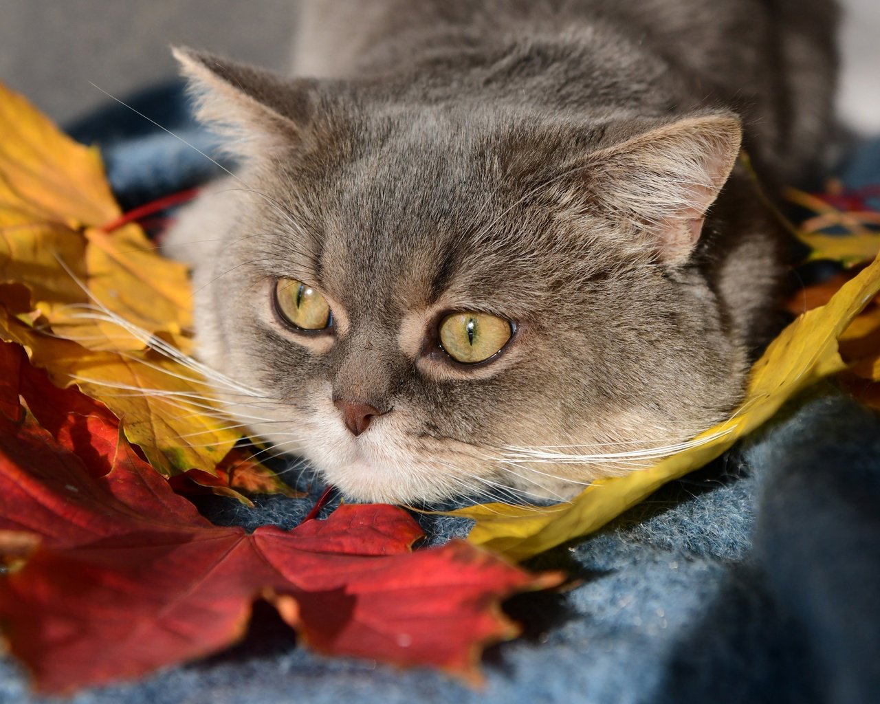 Обои листья, кот, мордочка, кошка, взгляд, leaves, cat, muzzle, look разрешение 2437x1936 Загрузить