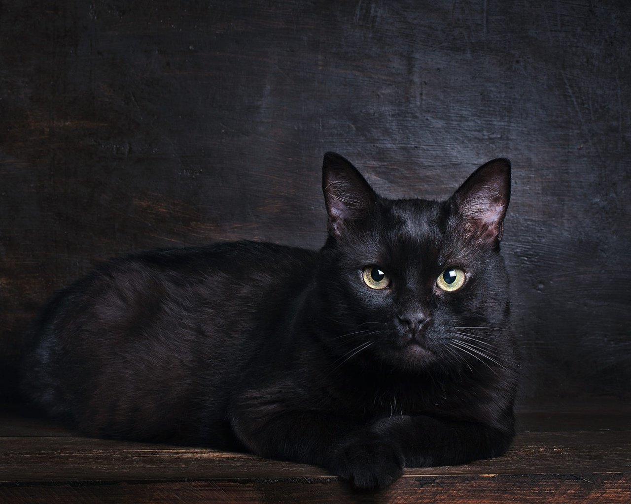 Обои поза, кот, мордочка, кошка, взгляд, черный, лежит, темный фон, фотостудия, studio, pose, cat, muzzle, look, black, lies, the dark background разрешение 2000x1334 Загрузить
