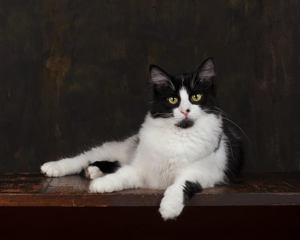 Обои поза, кот, мордочка, кошка, взгляд, лежит, темный фон, чёрно-белый, фотостудия, studio, pose, cat, muzzle, look, lies, the dark background, black and white разрешение 2000x1333 Загрузить