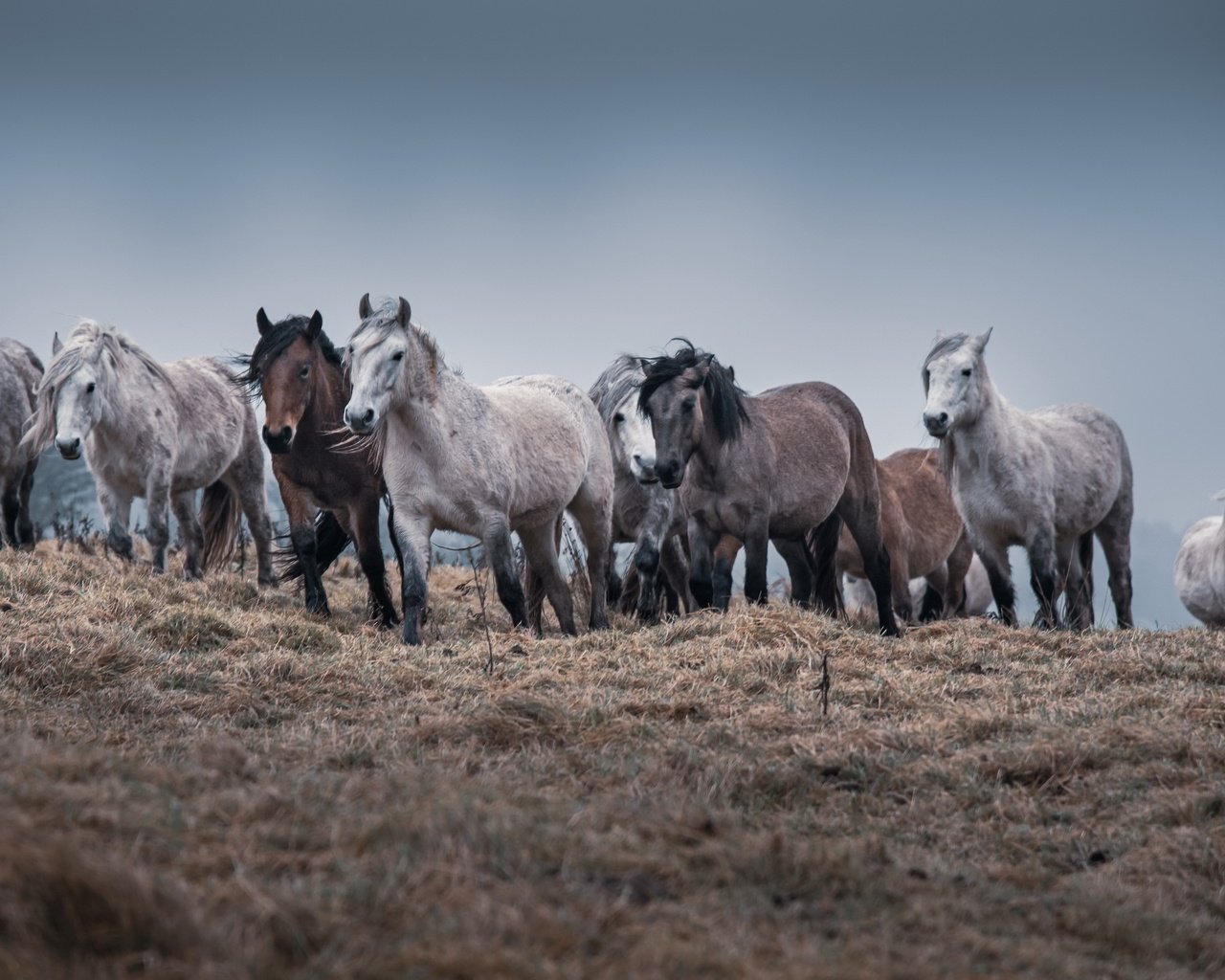 Обои природа, кони, табун, nature, horses, the herd разрешение 3840x2160 Загрузить