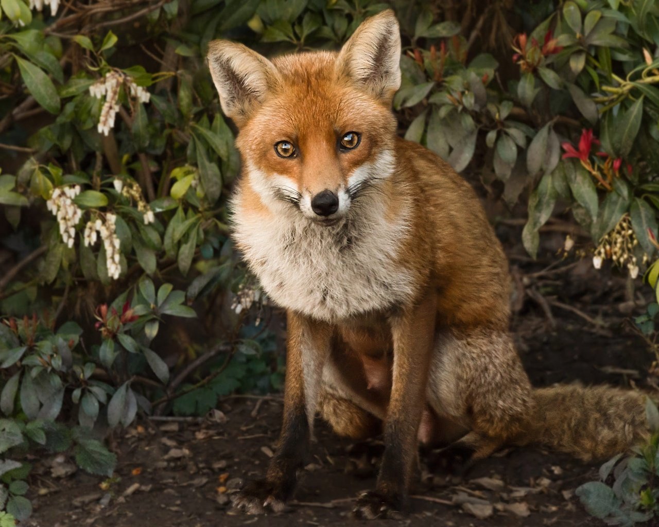 Обои природа, листья, ветки, лиса, лисица, животное, nature, leaves, branches, fox, animal разрешение 2000x1320 Загрузить