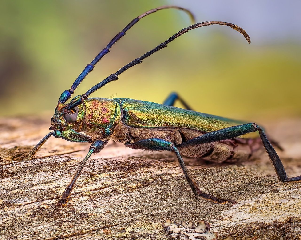 Обои природа, насекомое, nature, insect разрешение 1920x1080 Загрузить