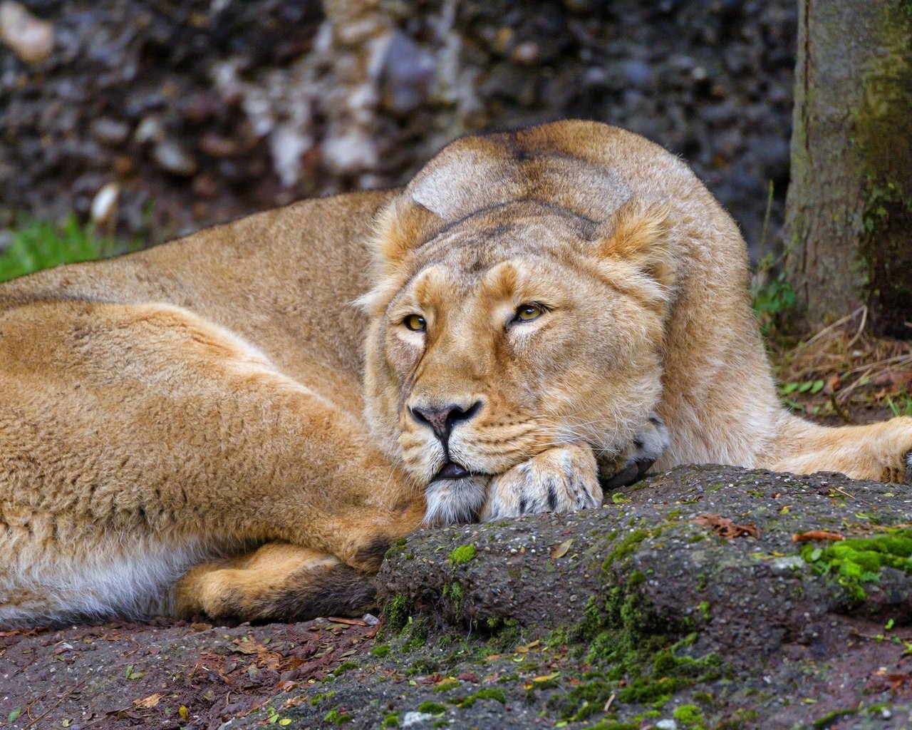Обои природа, поза, лежит, отдых, львица, nature, pose, lies, stay, lioness разрешение 3840x2160 Загрузить