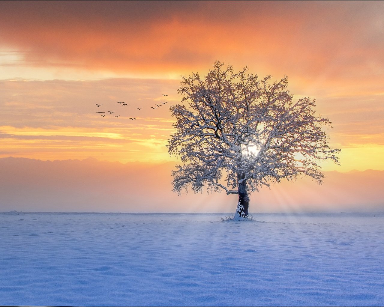 Обои снег, дерево, закат, зима, лучи, птицы, snow, tree, sunset, winter, rays, birds разрешение 2000x1337 Загрузить