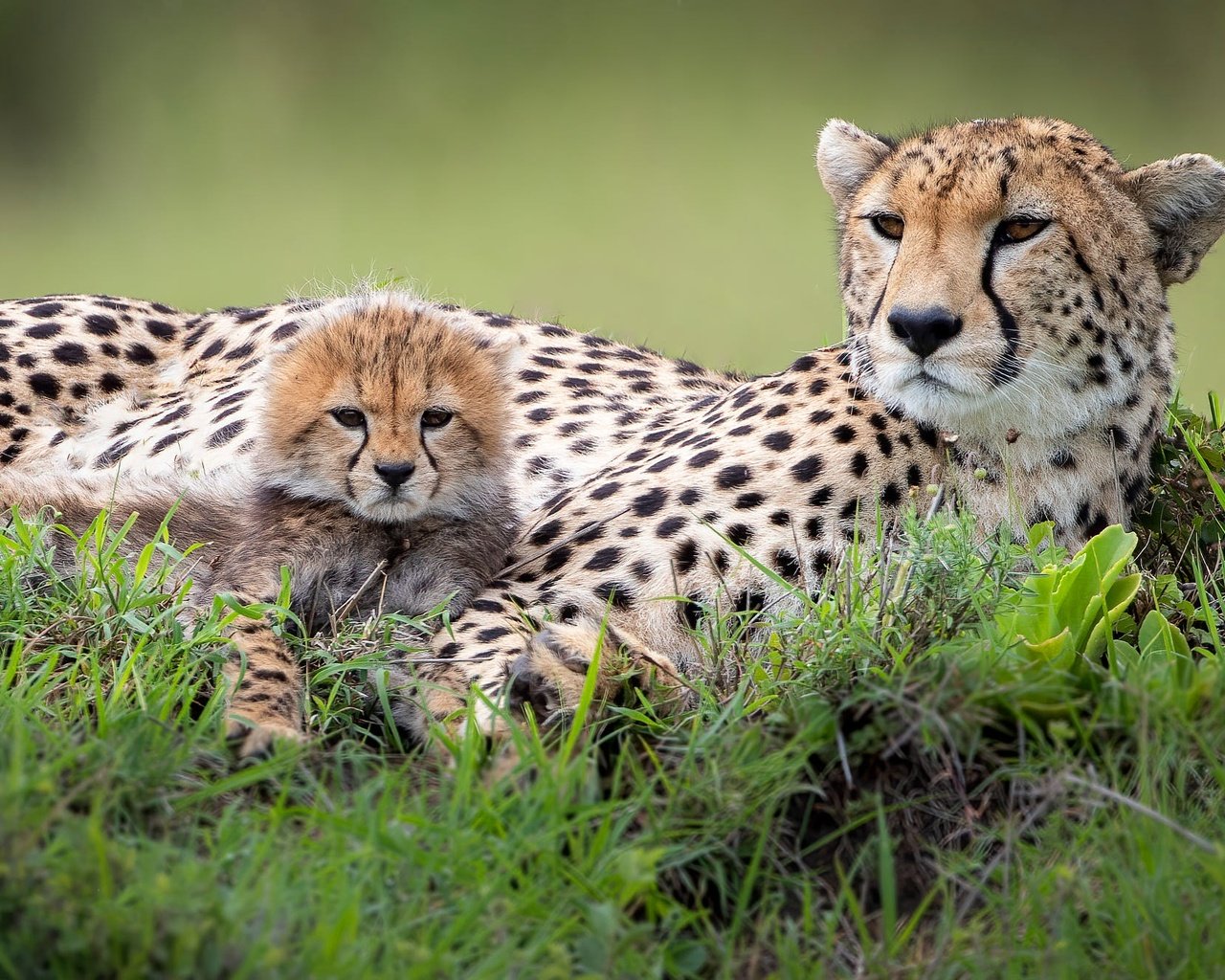 Обои трава, гепарды, отдых, мама, малыш, лежат, гепард, детеныш, морды, grass, cheetahs, stay, mom, baby, lie, cheetah, cub, muzzle разрешение 2000x1334 Загрузить
