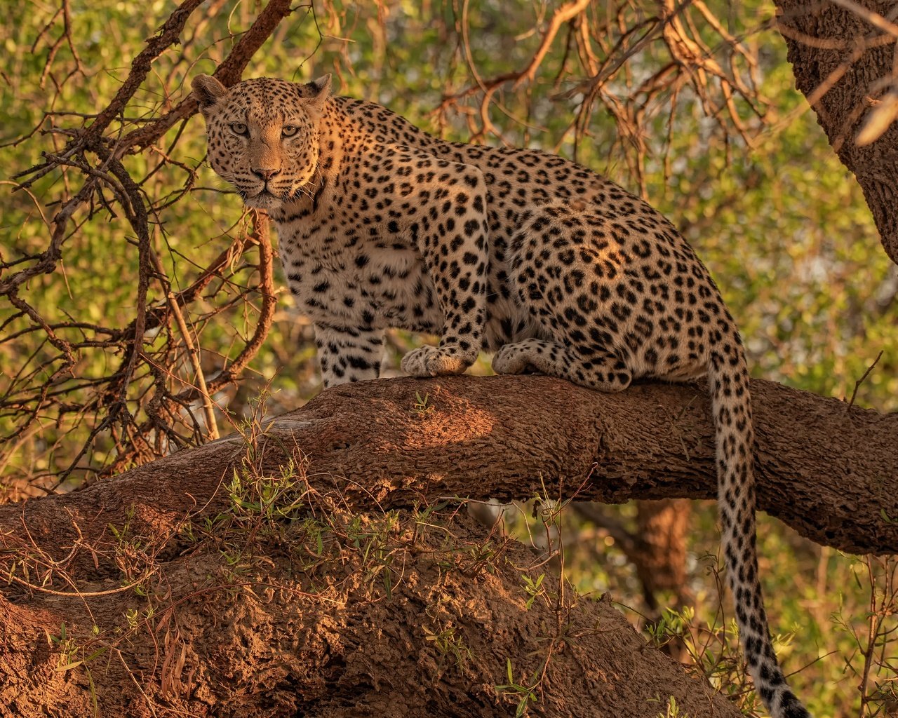Обои взгляд, леопард, дикая кошка, на дереве, look, leopard, wild cat, on the tree разрешение 4300x3268 Загрузить