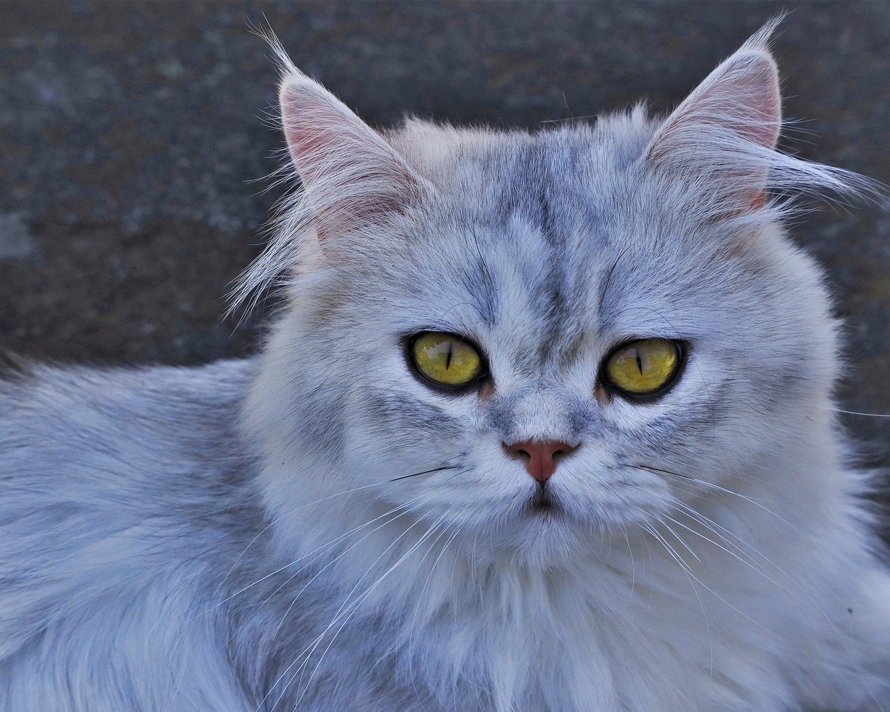 Обои кот, кошка, взгляд, желтые глаза, cat, look, yellow eyes разрешение 2560x1651 Загрузить