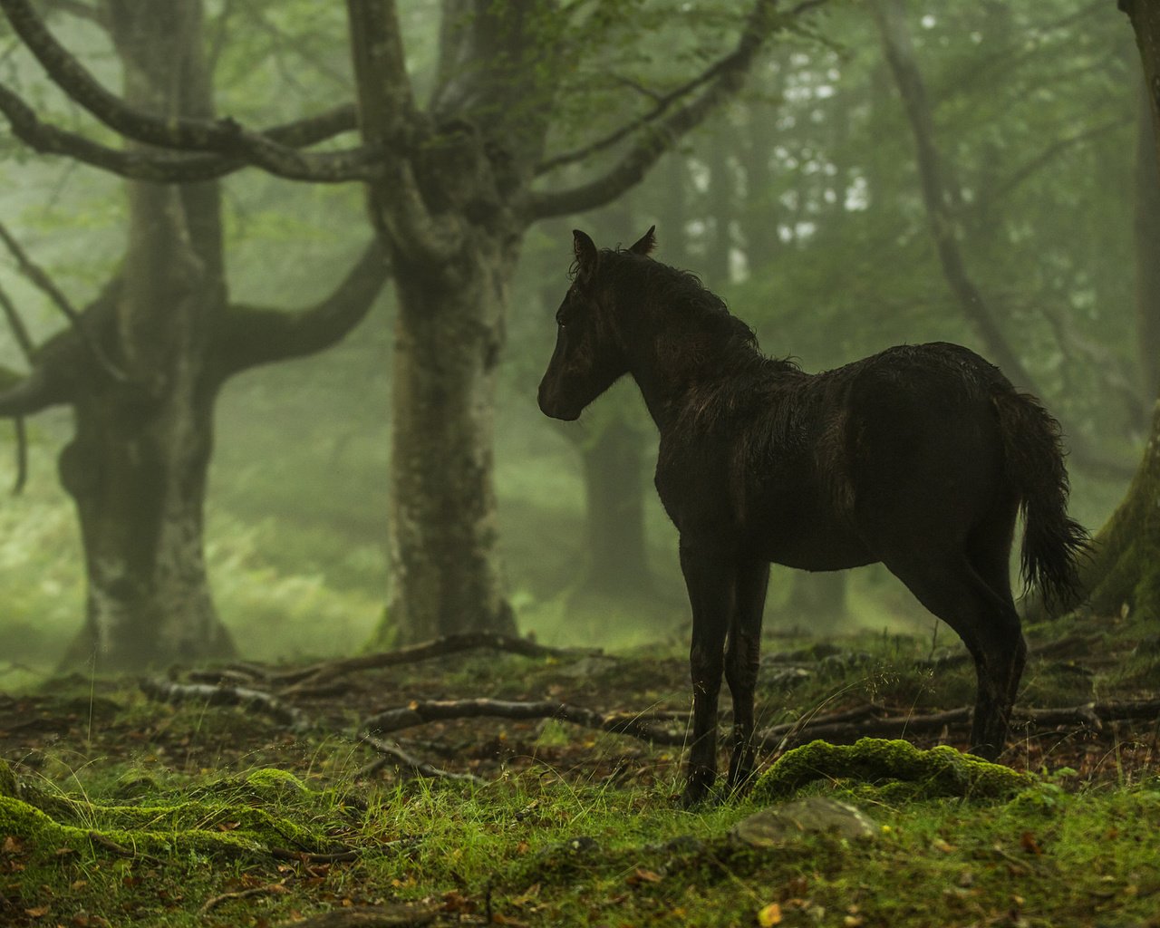 Обои лошадь, деревья, лес, конь, horse, trees, forest разрешение 2048x1223 Загрузить