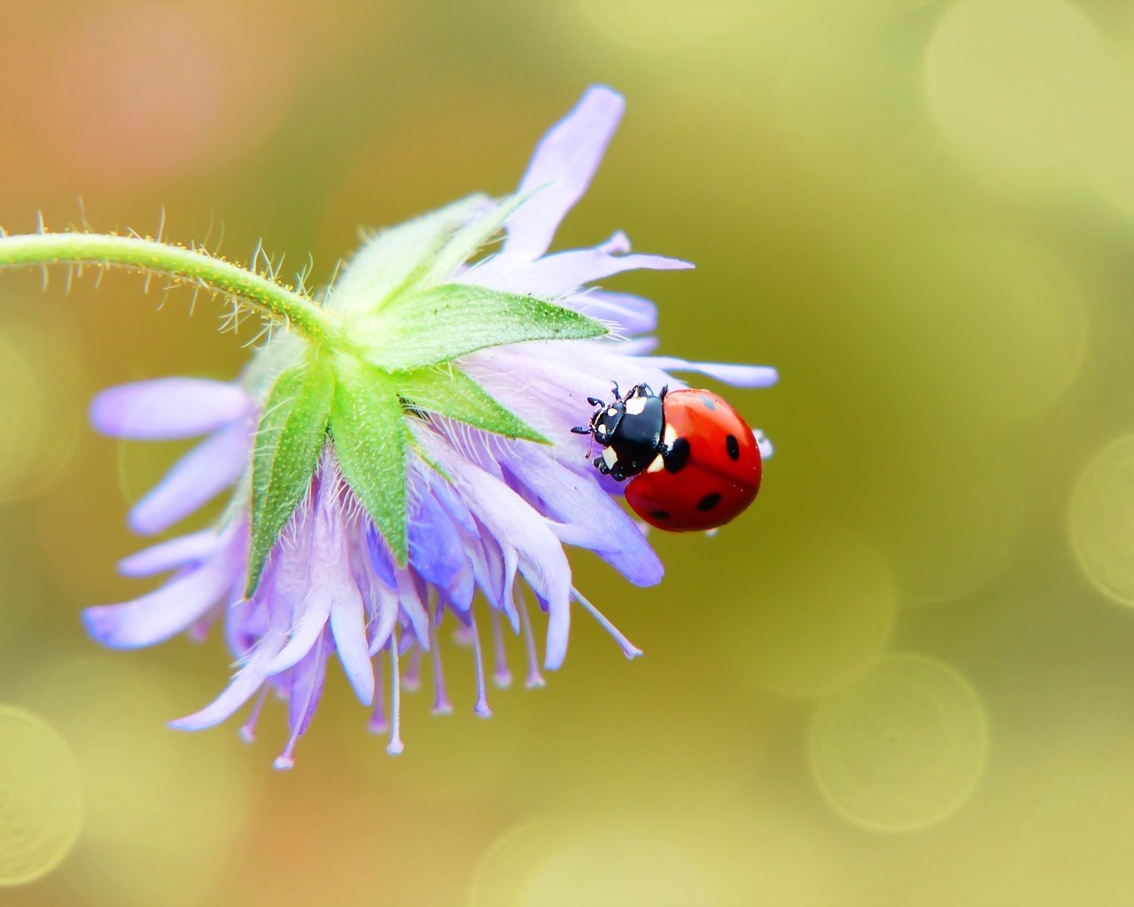 Обои макро, фон, цветок, божья коровка, macro, background, flower, ladybug разрешение 2880x1924 Загрузить