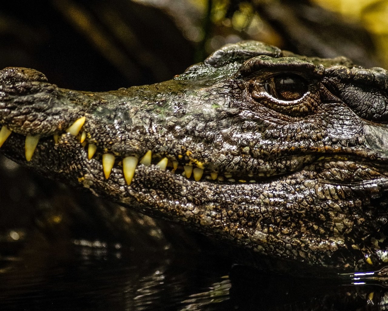 Обои морда, взгляд, крокодил, face, look, crocodile разрешение 2560x1705 Загрузить