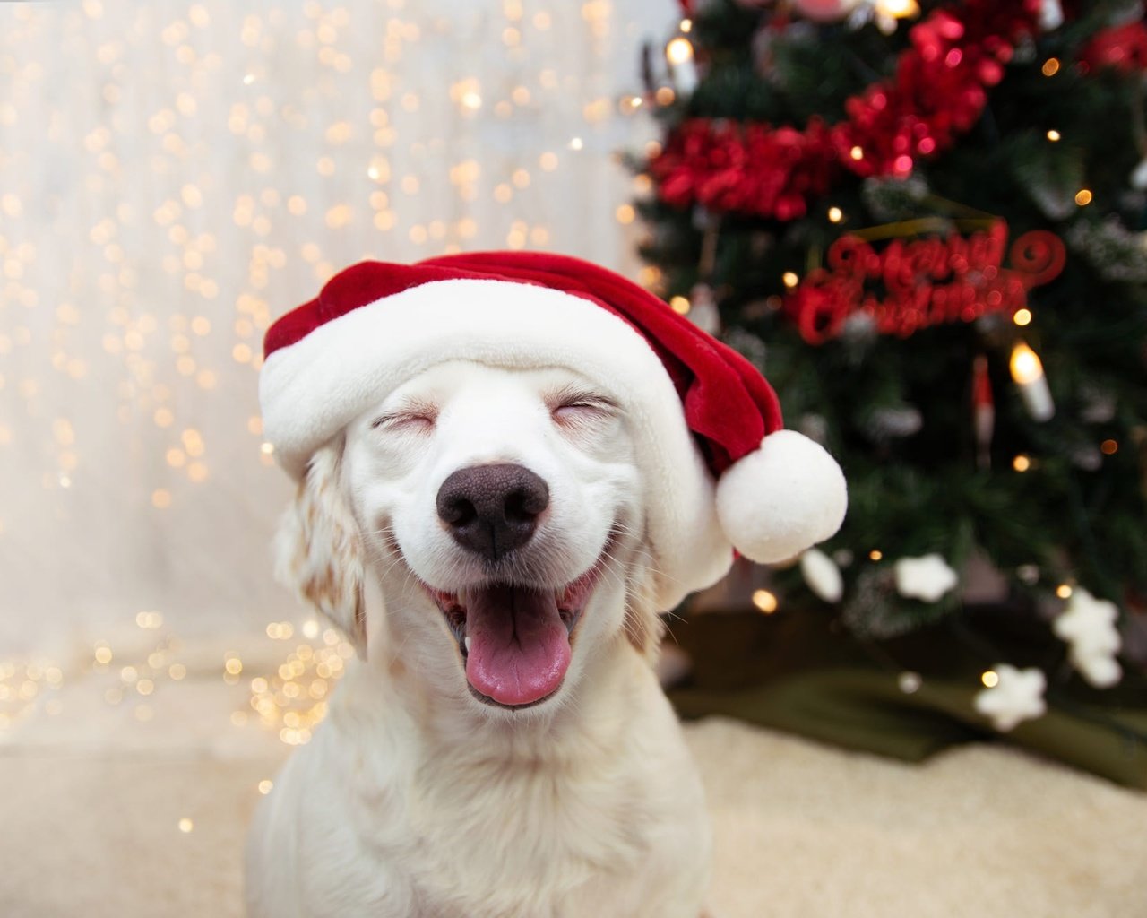 Обои новый год, взгляд, собака, щенок, мордашка, рождество, новогодние украшения, new year, look, dog, puppy, face, christmas, christmas decorations разрешение 2000x1333 Загрузить