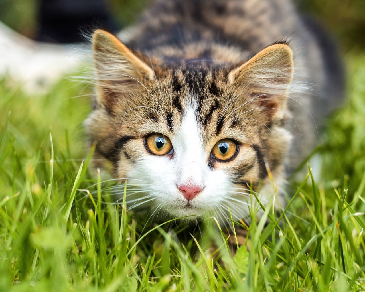 Обои трава, кошка, взгляд, котенок, мордашка, полосатый, боке, grass, cat, look, kitty, face, striped, bokeh разрешение 3840x2560 Загрузить
