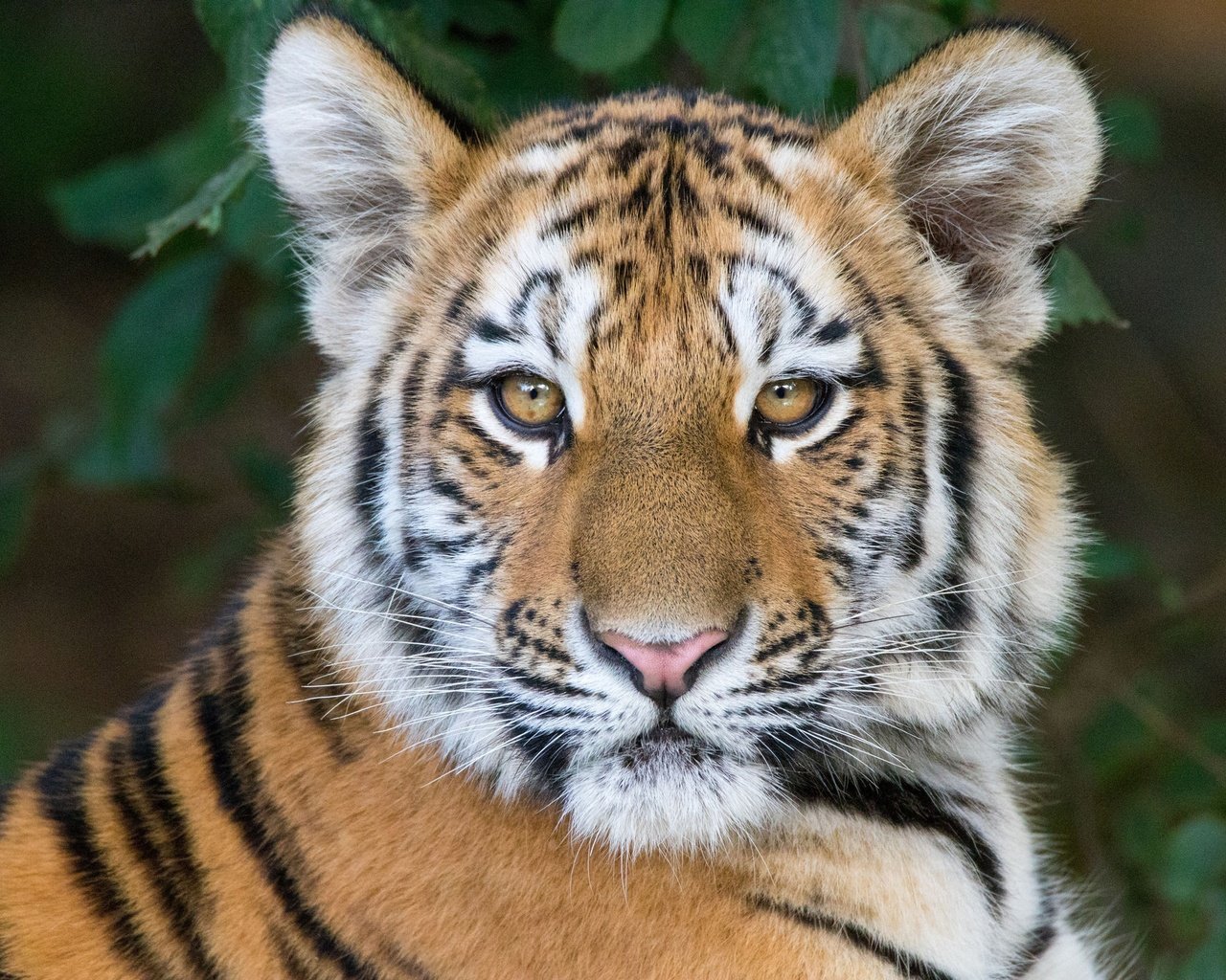 Обои тигр, морда, портрет, взгляд, тигренок, tiger, face, portrait, look разрешение 2048x1365 Загрузить